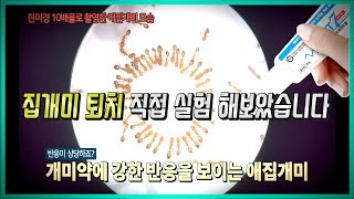 [실험영상] 과연 개미는 개미약에 반응을 보일까? 개미 퇴치과정 공개합니다