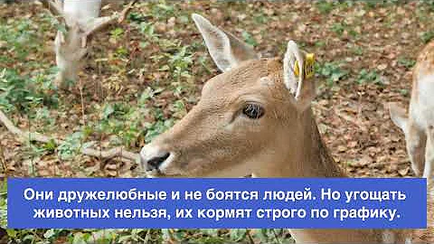 Онлайн-экскурсия по территории «Дома лани»