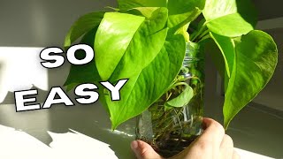 10 HOUSEPLANTS THAT ARE EASY TO GROW IN WATER! | Plants That Love To Grow In Water TIPS \u0026 TRICKS