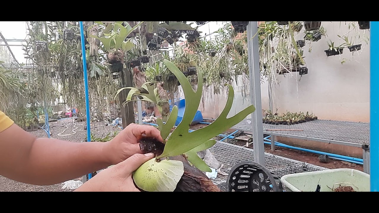 ขยายพันธุ์เฟรินกระเช้าสีดาง่ายมาก