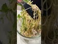 【さっぱりパスタメンタルの人必見】豚バラ冷製パスタ #マッチョ #料理 #元カレ #簡単レシピ #パスタ #cooking