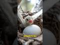 За спасение выпавшего из гнезда птенца можно получить штраф #новости #беларусь