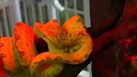 Green Tree Python Video