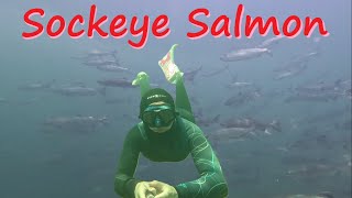Snorkeling with Somass Sockeye
