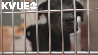 Texas bill to ban most dog, cat sales in pet stores
