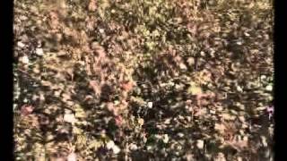 Download Lagu Pratti lo Pandaku Tegulu MP3