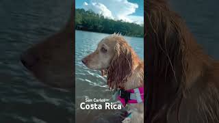 El campo de Costa Rica #dogoargentino #cockerspaniel #gyr