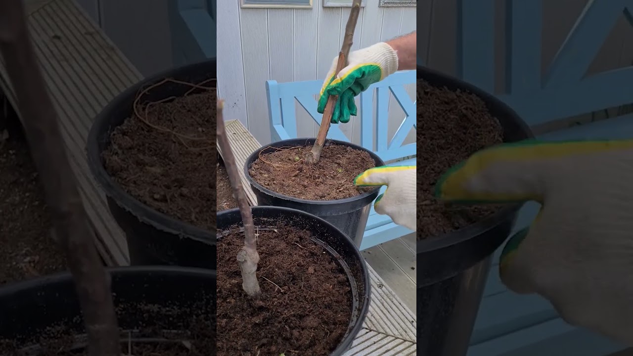 Посадка плодовых деревьев. Заглубление корневой шейки. Где прививка у саженца.