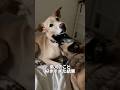 弟犬のこと食べちゃいたいほど大好きな雑種犬 #元保護犬 #雑種犬