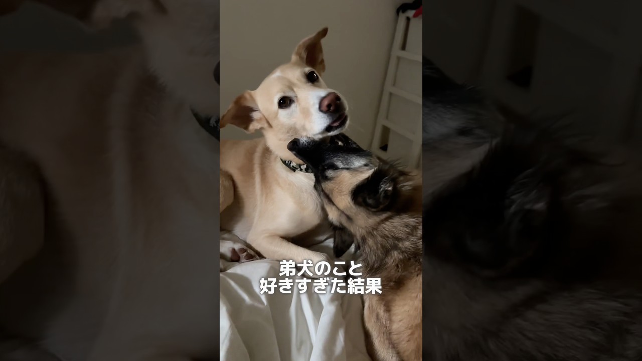 弟犬のこと食べちゃいたいほど大好きな雑種犬 #元保護犬 #雑種犬