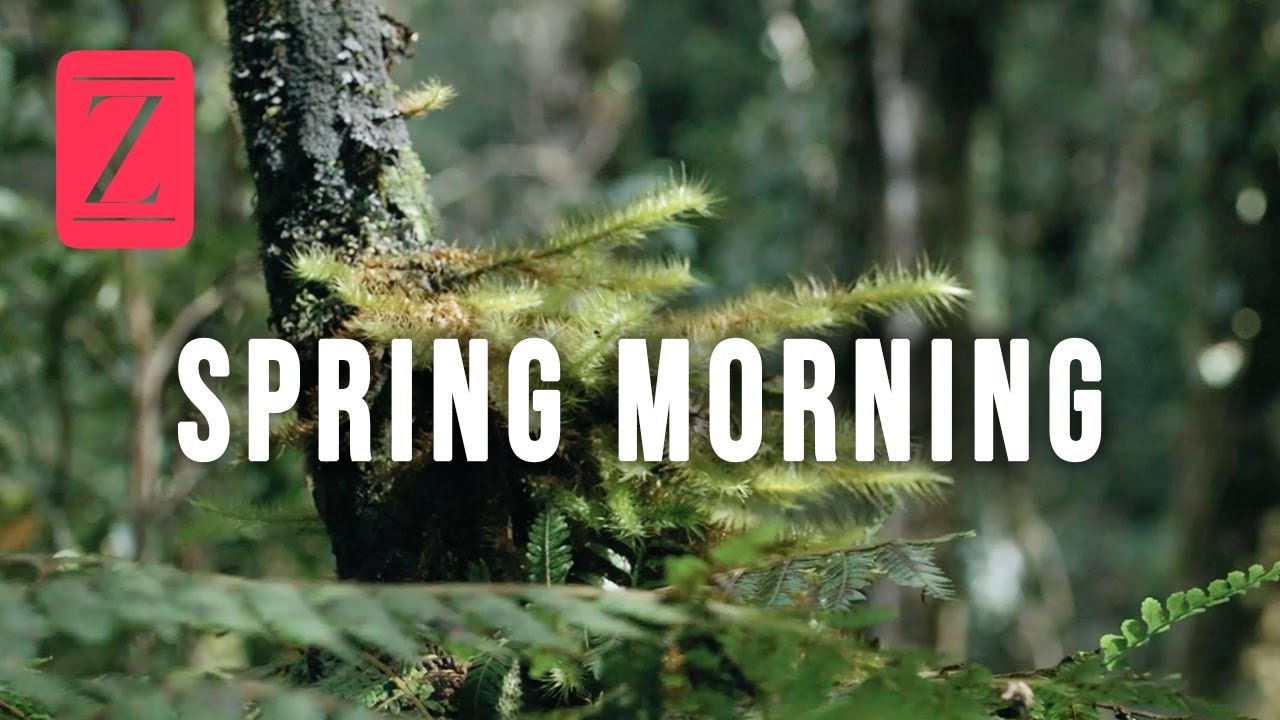 [SPRING MORNING] 🌿 CLASSICAL MUSIC - Grieg, Bach, Beethoven