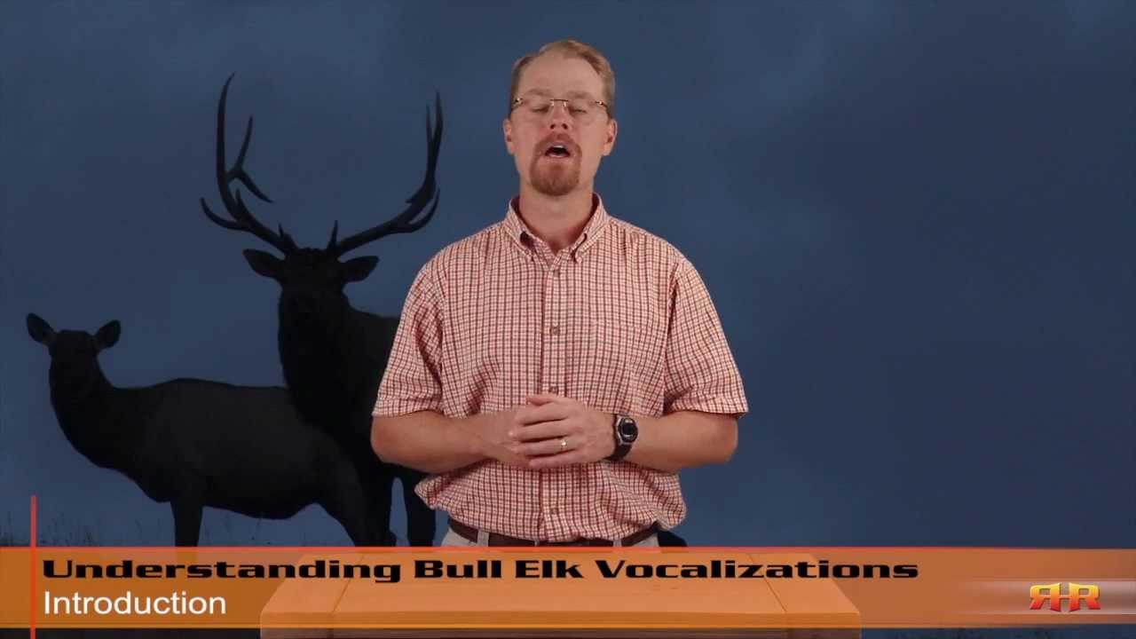 Preview Learn About Bull Elk Bugles, Chuckles and More! YouTube