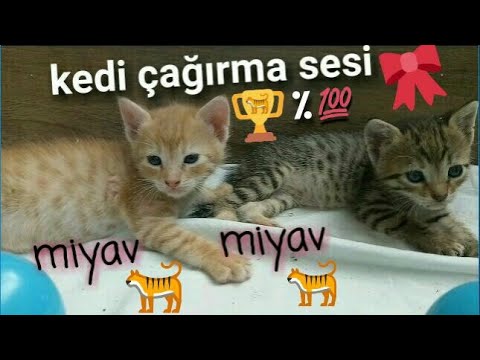 Kedi Cagirma Sesi Yavru Anne Kedinin Disi Miyavlamasi Annesini Cagiran Cagiriyor Yavrusunu Dudugu Youtube