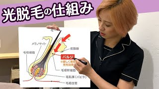 光脱毛の仕組み　～みんなが知りたい！光脱毛で毛がなくなる仕組みを分かりやすく解説！～