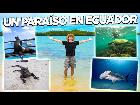 Video: La mejor época para visitar las Islas Galápagos