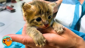 Tiny Kitten Cried To Be Saved, Now He Rules The House | Cuddle Buddies