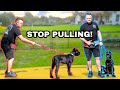 Train any puppy to walk  heel next to you  cane corso puppy offleash