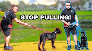 TRAIN ANY PUPPY TO WALK & HEEL NEXT TO YOU! // Cane Corso Puppy OffLeash