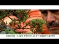 ESTRENO - ESPECIALES Tv Agro: El Bonsai, Un Arte (Segunda Parte)