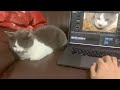 ネコが可愛すぎて仕事ができません