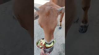 bejubano ko # khana # dene se #allah apko#or jada #roji #deta hai