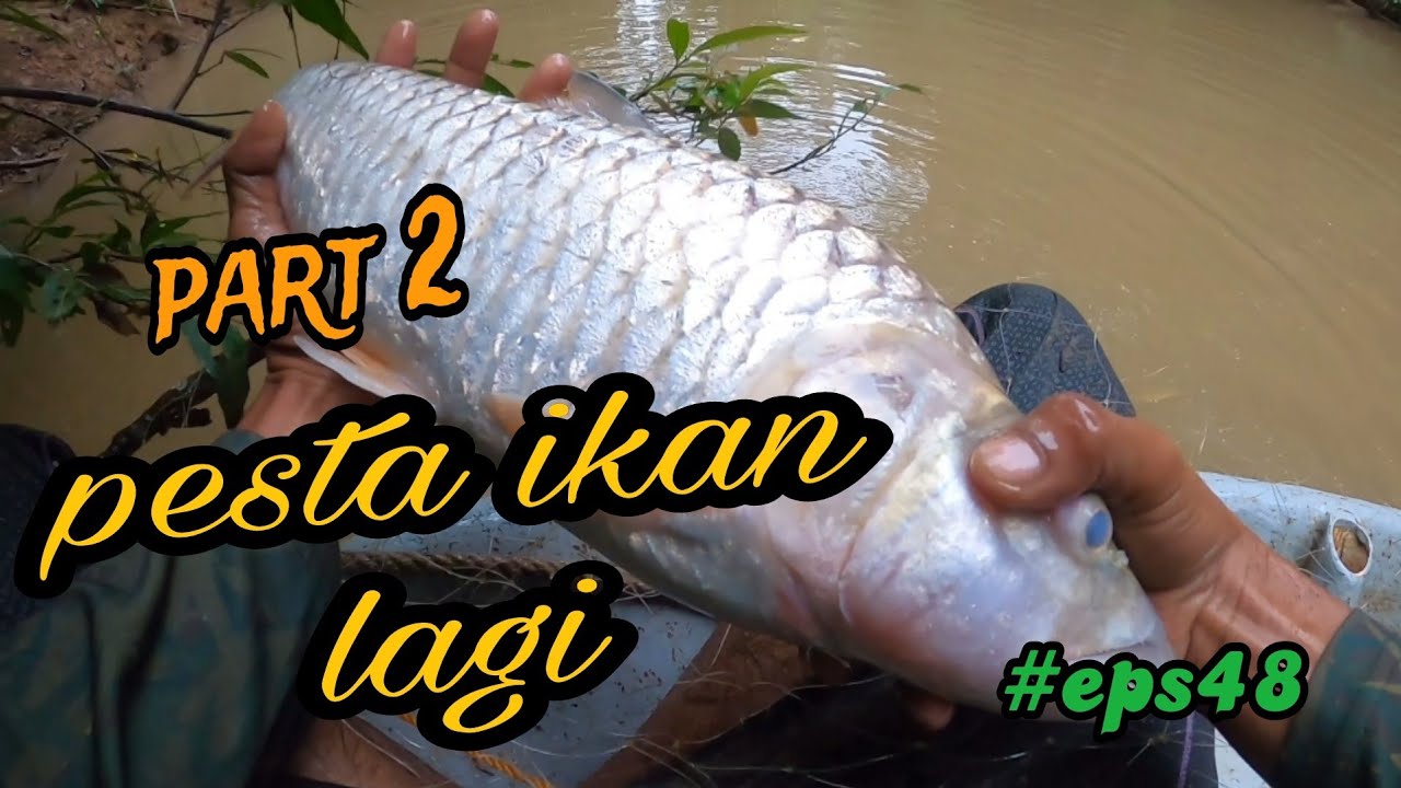 tahan jaring ikan sungai.hasil padu(part 2)#eps48