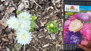 How to Grow Asters from Seed | From Seed to Blooms