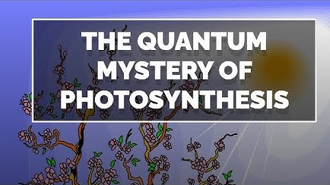 Quantum Blueprint: The Physics of Photosynthesis