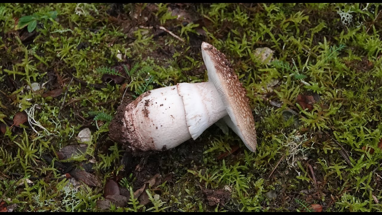 Amanita rubescens - Amanita que enrojece