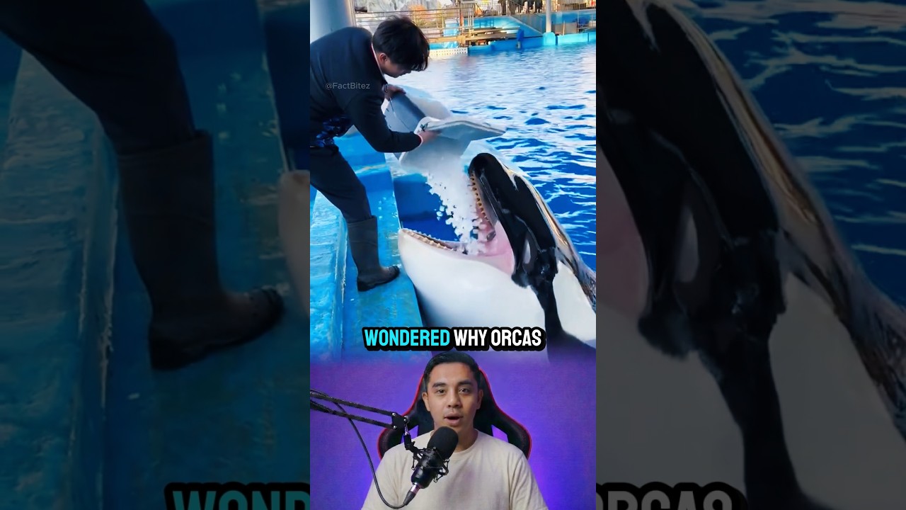 Why Do Orca eating Ice⁉️😱