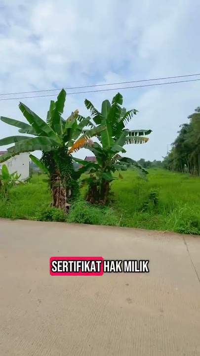 tanah pinggir jalan dekat pasar talang jambe #tanah #pinggirjalan #pasar #palembang #talangjambe