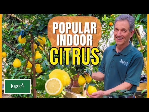 Video: What Is A Sweet Lemon - Learn How To Grow Citrus Ujukitsu Trees