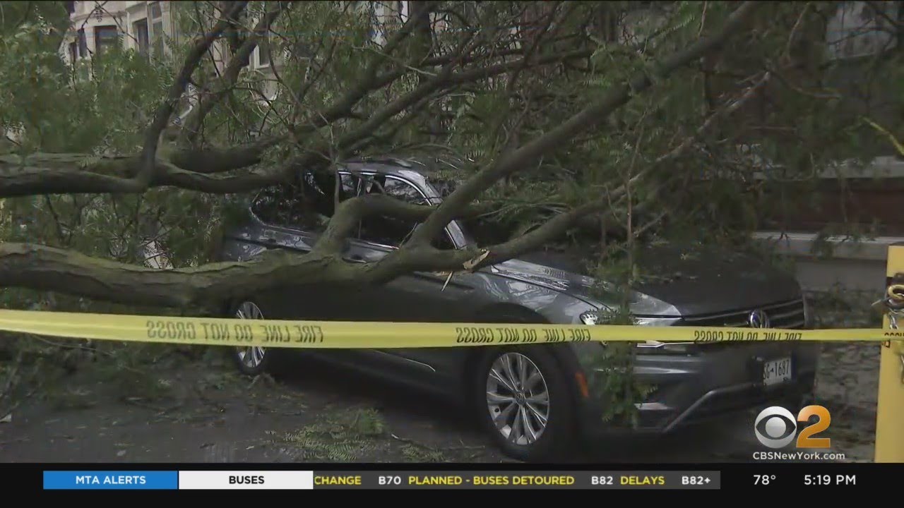 Fallen tree smashes cars in Prospect Lefferts Gardens