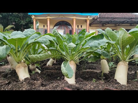 Video: Menanam Daikon - Petua Menanam Lobak Daikon