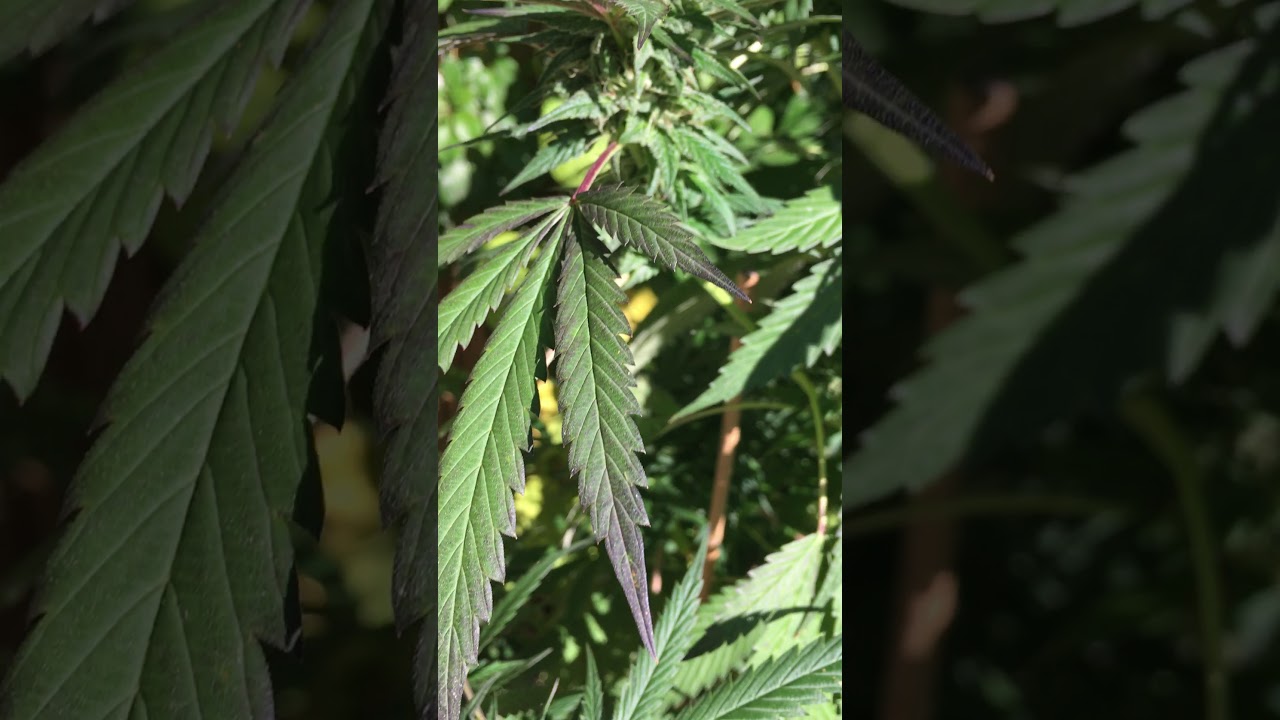 Outdoor Potted Cannabis Grow Toronto : Pink Kush