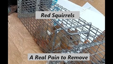 Getting Rid of Red Squirrels is a Pain | Most Difficult Squirrel to Deal With