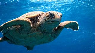 The Mediterranean’s last survivors | Oceans on the brink screenshot 1