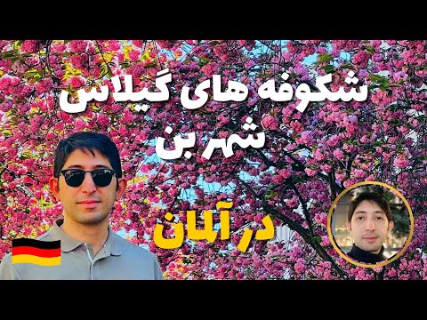 تصویری: شکوفه های گیلاس در آلمان