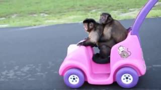 Le Zap De Spi0N N295