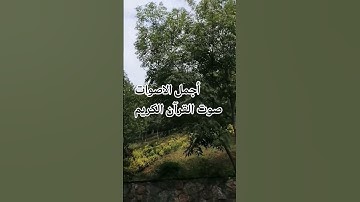 قران كريم بصوت جميل للشيخ اسلام صبحي#المصحف#اكسبلور#راحة_نفسية#اكسبلور راحة_نفسية #المصحف #تصويري#🌹