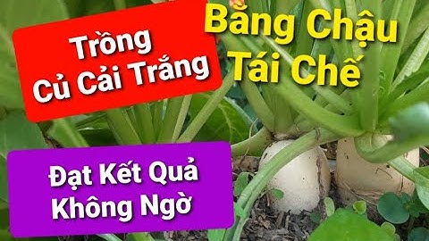 Trồng Củ Cải Trắng Trong Chậu Tái Chế Đạt Kết Quả Không Ngờ