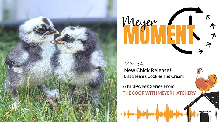 The Coop Podcast MM54 - Lisa Steele's Cookies and ...