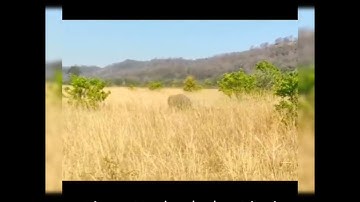 Tigers attack elephant in jim Corbett National Park!#elephant #subscribe #jimcorbett