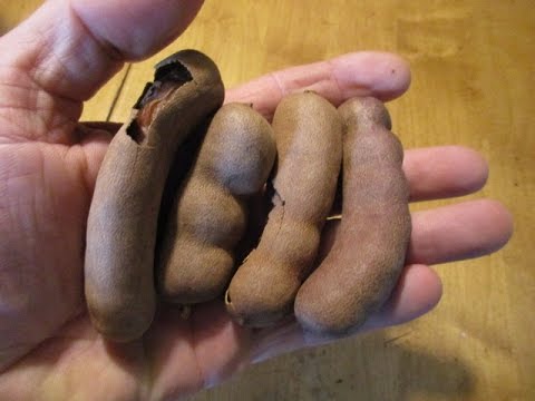 How to Eat Tropical Tamarind Fruit