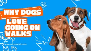 10 Reasons Why Dogs Love Going On Walks