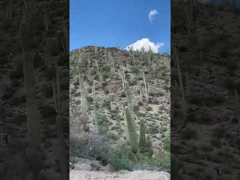 Video: Saguaro Ulusal Parkı: Eksiksiz Kılavuz