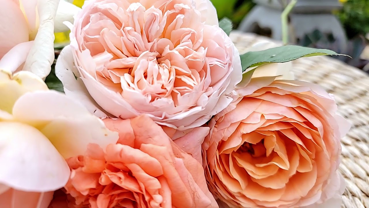 Romantic apricot roses collection - YouTube