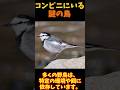 【ゆっくり解説】 コンビニにいる謎の鳥ハクセキレイ