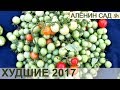 Худшие томаты 2017 🍅 Сорта и гибриды 🍅 Теплица и открытый грунт