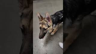German Shepherd Follow-Up Appointment At Dr s Office A Week Later